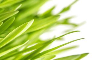 Close-up of green grass on white background. Macro photo