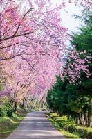 Wild Himalayan Cherry flower . photo