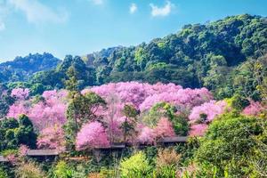 Wild Himalayan Cherry flower. photo