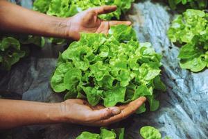 jardinero de mano mujer asiática. Cuidando ensaladas de verduras de roble verde en el jardín de la guardería. foto