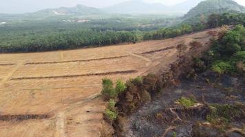 deforestazione di incendi e sgombero della terra video