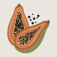 Papaya exótica con semillas sobre fondo blanco. vector