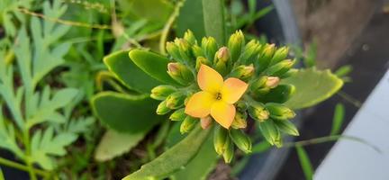 Primer plano de una flor, objeto de la hermosa naturaleza foto