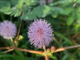 Mimosa pudica flower, sensitive wild plant photo