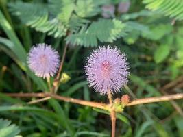 flor de mimosa pudica, planta silvestre sensible foto