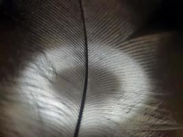 Closeup of cickhen feather photo