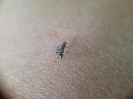 Mosquito biting on human skin photo