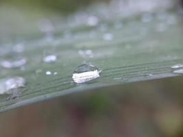 Closeup of water droplets on leaf, blur background photo