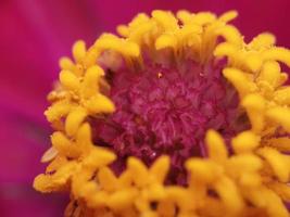 Primer plano de una flor con pistilo amarillo foto