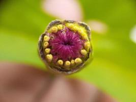 Primer plano de la flor están listos para florecer, desenfoque de fondo foto