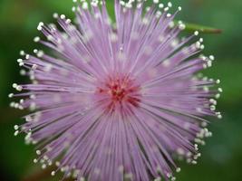 Pink flower of Mimosa pudica, sensitive plant with thorn on the branches photo