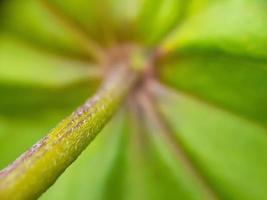 Primer plano de una rama de flor verde con fondo desenfocado foto