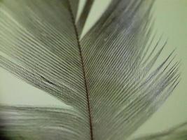 Closeup of cickhen feather photo