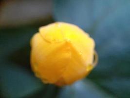 Primer plano de una flor, objeto de la hermosa naturaleza foto