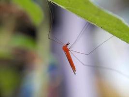 Closeup of red mosquito on grass leaf
