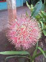 Primer plano de una flor, objeto de la hermosa naturaleza foto