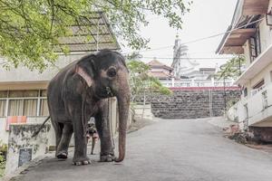 Sri Lanka temple elephant in Bentota. Elephant rides.