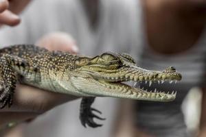 cocodrilo bebé de los manglares de sri lanka. foto