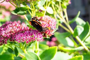 fotografía al tema hermosa mariposa negra monarca