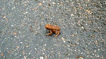 Photography to theme beautiful brown frog amphibian photo
