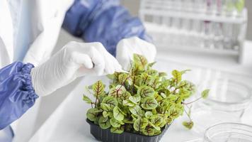 investigador con laboratorio de biotecnología vegetal