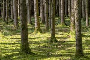 El suelo del bosque cubierto de musgo entre los troncos de los árboles de abeto bajo el sol foto