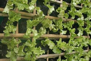 hortalizas hidropónicas orgánicas jardín vertical foto