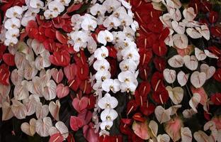 flamingo lily in Thai Garden photo