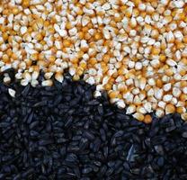 sunflower and corn seeds photo