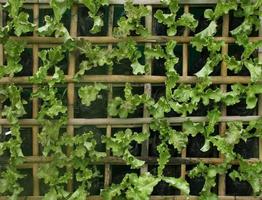 hortalizas hidropónicas orgánicas jardín vertical foto