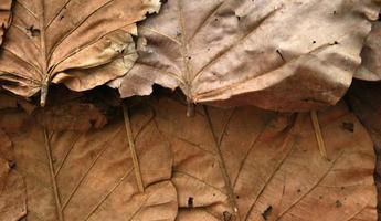 Roofs made from dry leaves photo