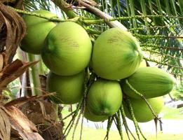 Close Up a Bunch of Green Coconut at Tree photo