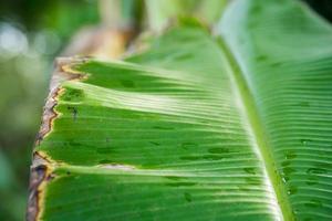 Banana leaves background. Green nature. photo