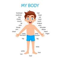 My body poster with cute kid boy shows his body parts medical anatomy chart placard or poster. vector