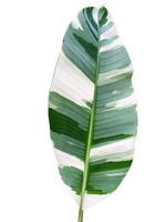 Musa Florida Variegated leaves with clipping path on white background. photo