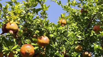 gezonde en biologische granaatappelboom video