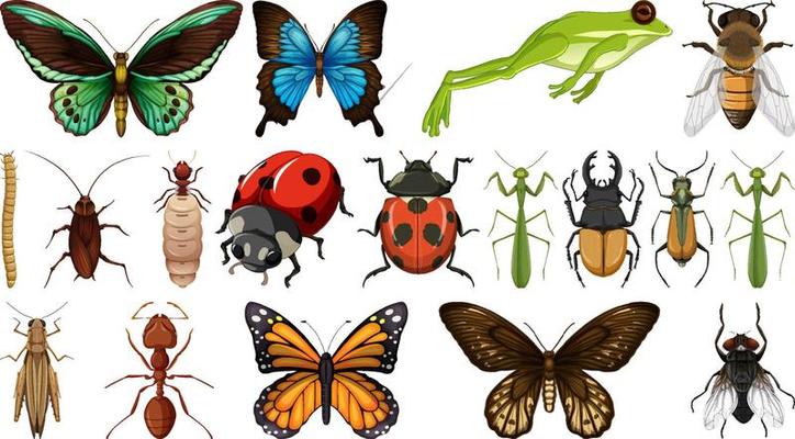 Different insects collection isolated on white background