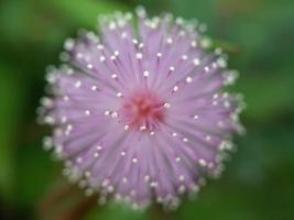 flor de mimosa pudica foto