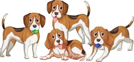 Grupo de perros beagle sobre fondo blanco. vector