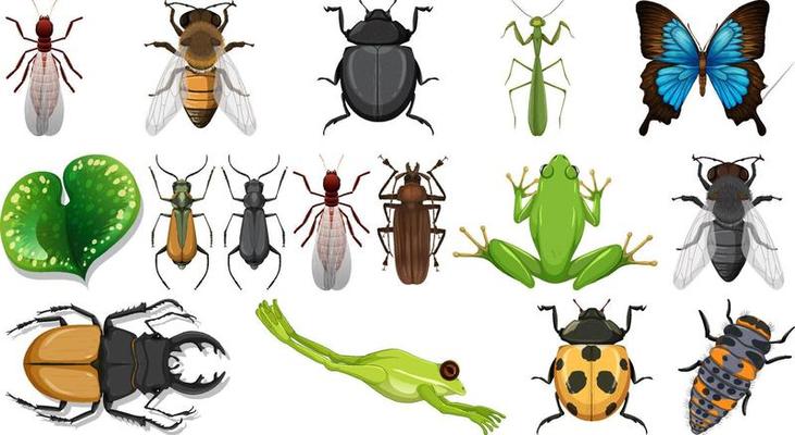 Different insects collection isolated on white background