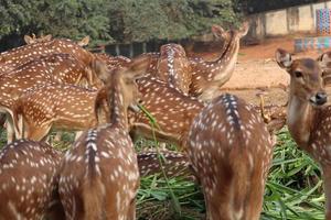 group of deer in tje zoo photo