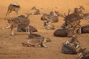 group of deer in the zoo photo