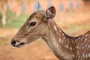 Deer head closeup photo