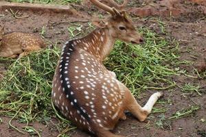 deer sitting in the zoo photo