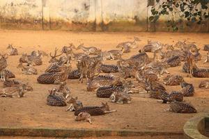 grupo de ciervos en el zoológico foto