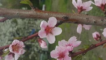 Peach blossom tree, pink spring flower photo