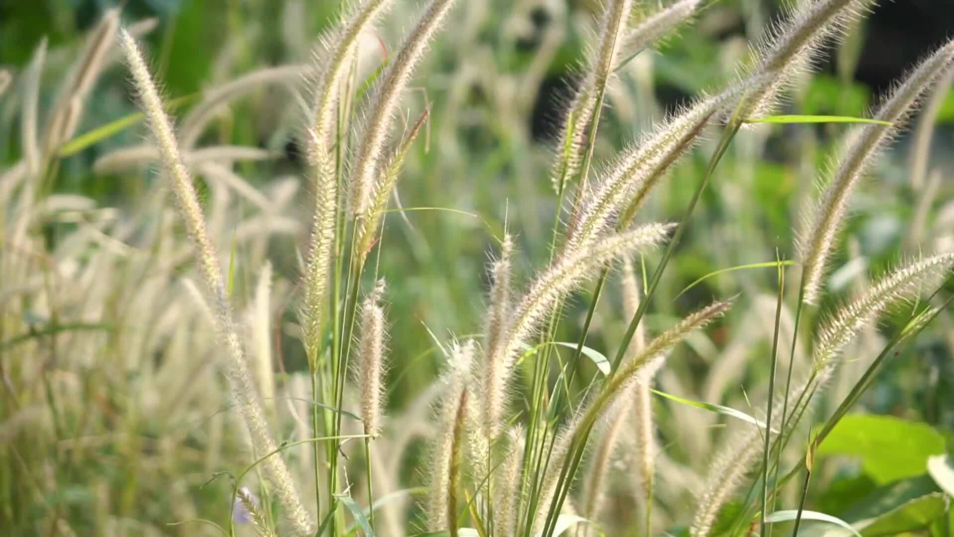 Reed Stock Video Footage for Free Download