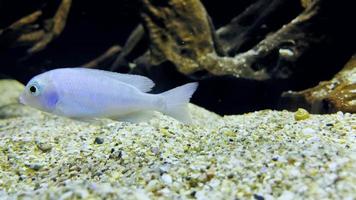 Peces de animales en acuario submarino puro. video