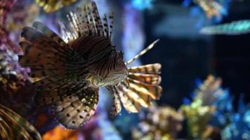 poissons animaux dans un aquarium sous-marin pur