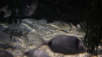 Peces de animales en acuario submarino puro. video